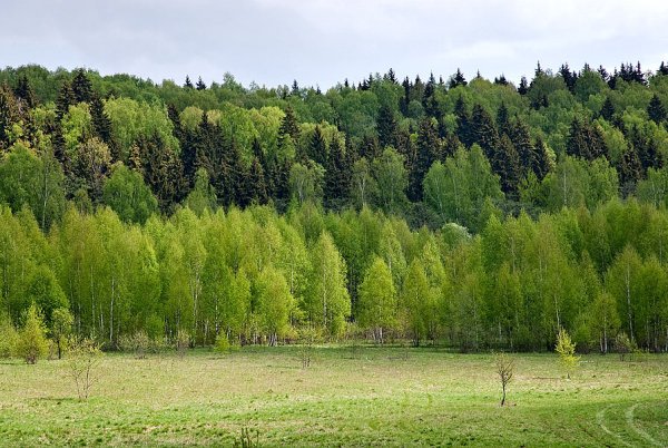 Тундра животные и растения