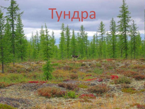Кустарниковая тундра болото Ямал