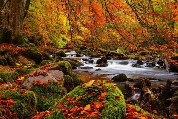 Золотая осень озеро природа река лес