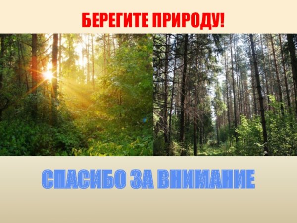 Спасибо за внимание лес
