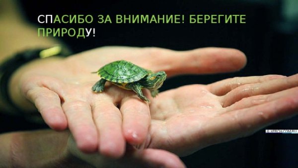 Экология для детей дошкольного возраста