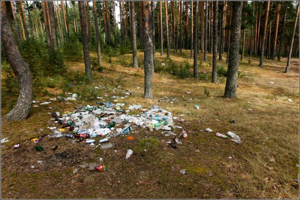 Почему нельзя мусорить в лесу для детей