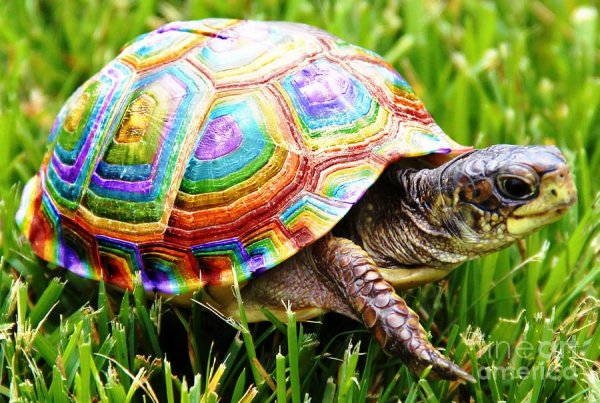 Средиземноморская черепаха Testudo Graeca