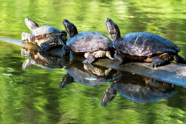 Tortoise Turtle разница