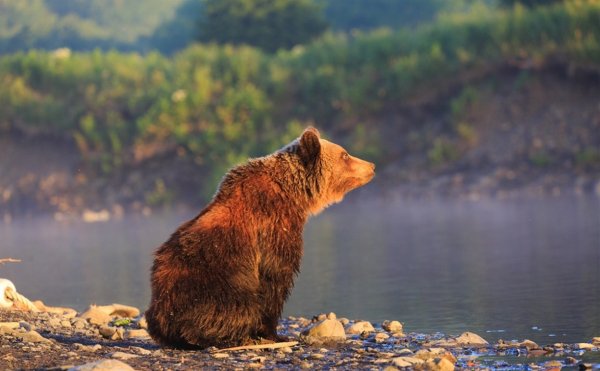 Дикая природа Сахалина