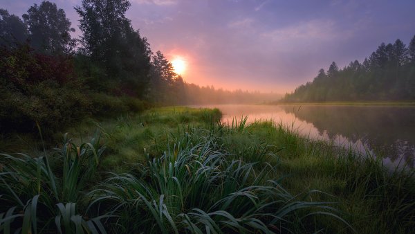 Утро природа