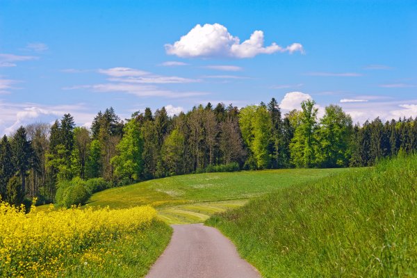Сурские просторы поля лес дорога