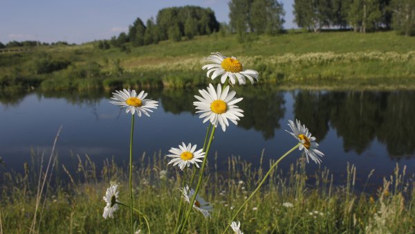 Летняя природа России