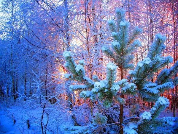 Разноцветный зимний лес