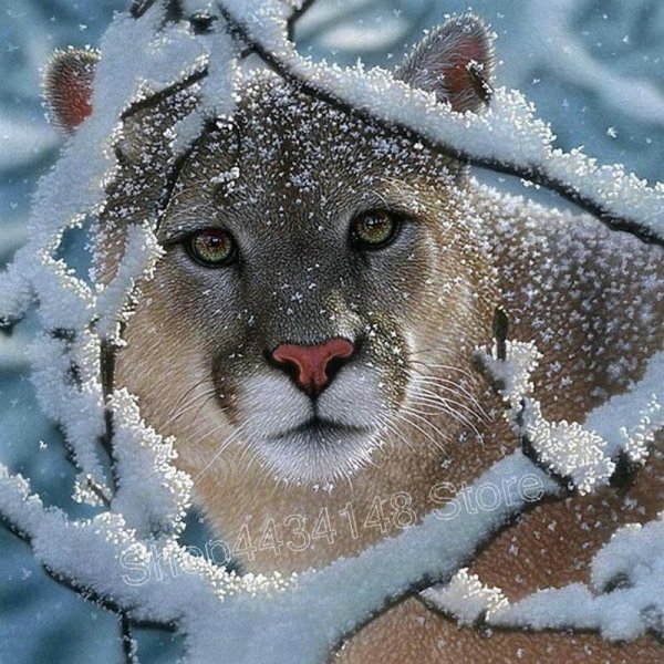 Коллин Богл художник