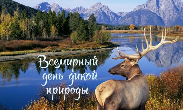 Красивая надпись спокойной ночи