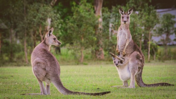 Macropus giganteus