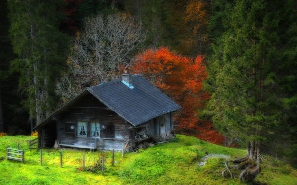 Forest House Хижина в лесу
