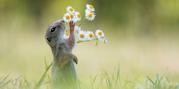 Позитивные животные