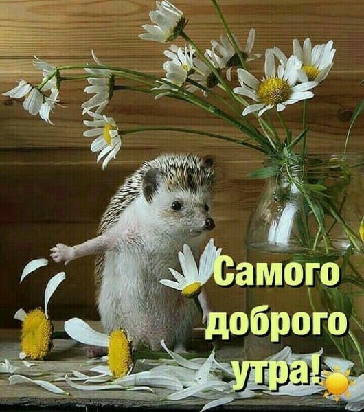 Ежик добрый предобрый