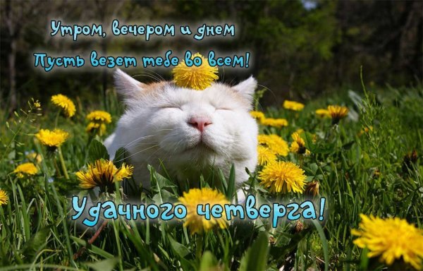 Доброе утро четверга