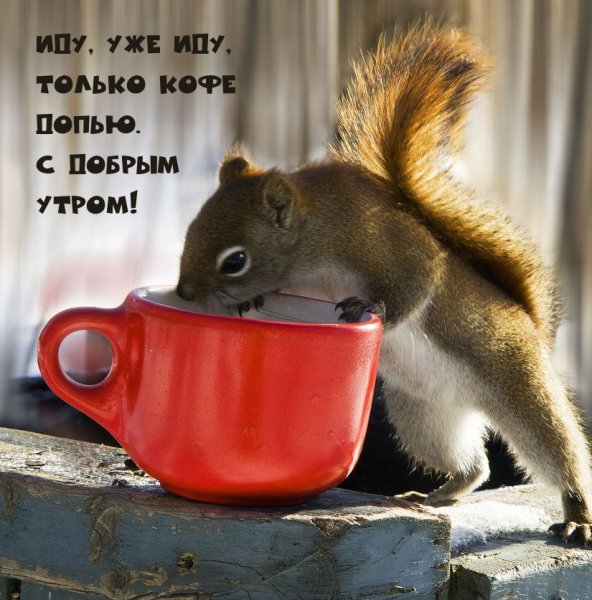 Доброе утро Белочка