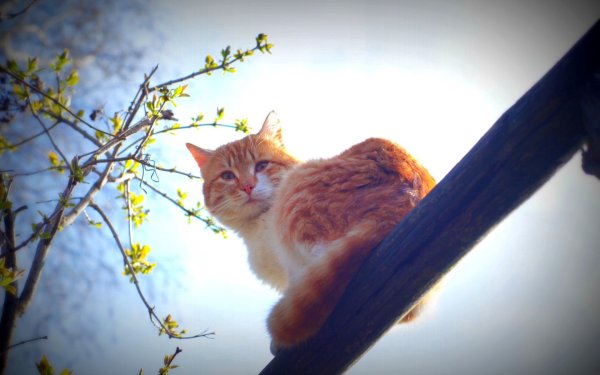 Утренние животные