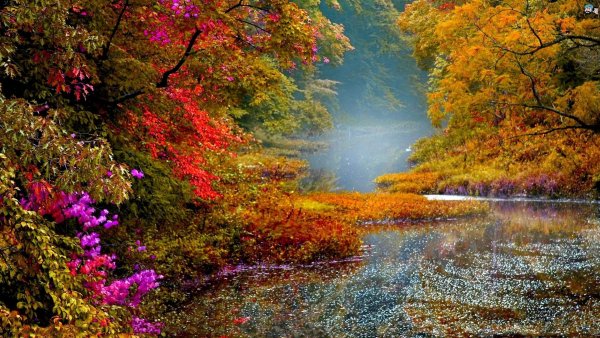 Природа лес