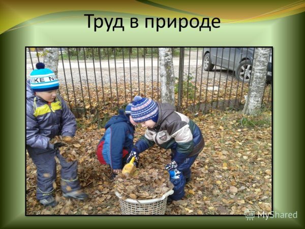Труд детей в природе в детском саду