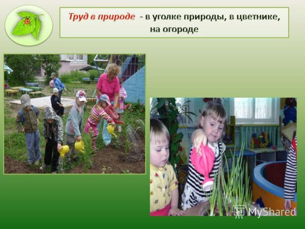 Труд в природе дошкольников