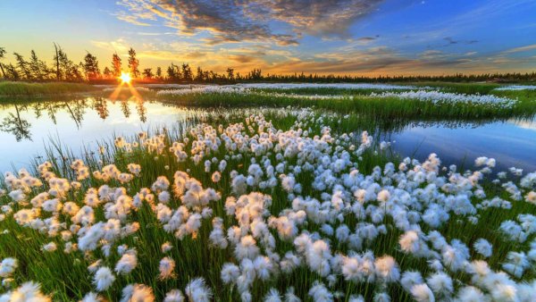 Весенняя природа