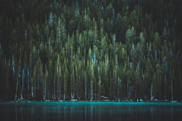 Пейзаж Лесное озеро