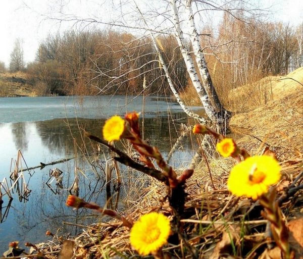 Ранняя Весна в лесу