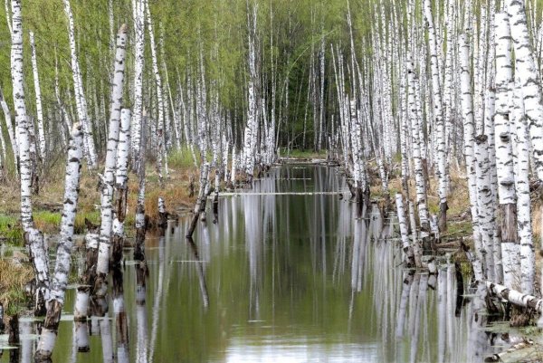 Весеннее Пробуждение природы