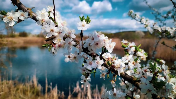 Апрель природа