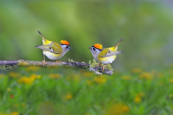 Лето природа птицы