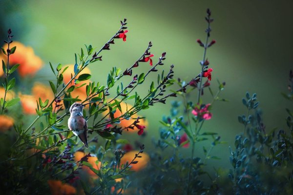 Макросъемка природа