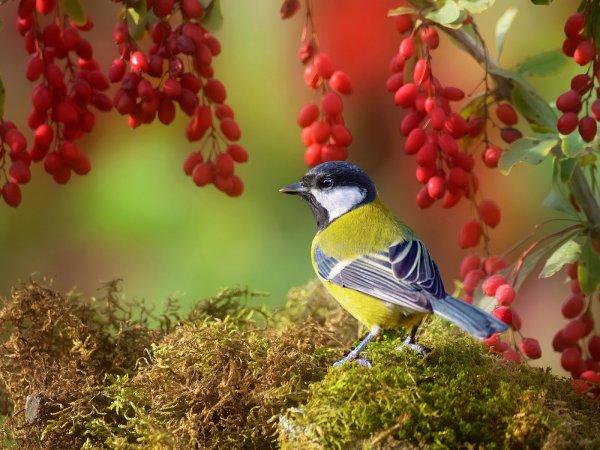 Птицы осенью