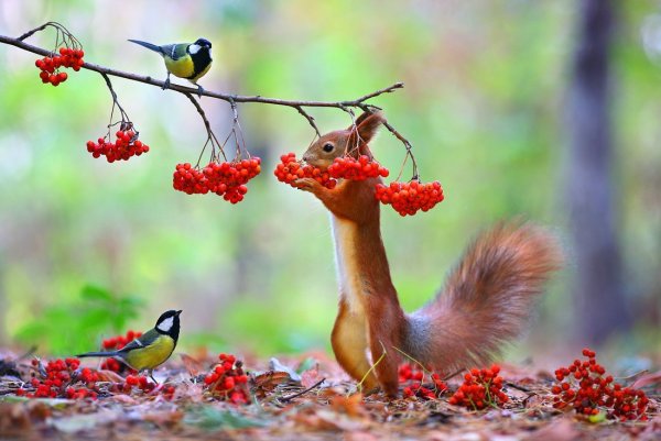 Красивые птицы поют