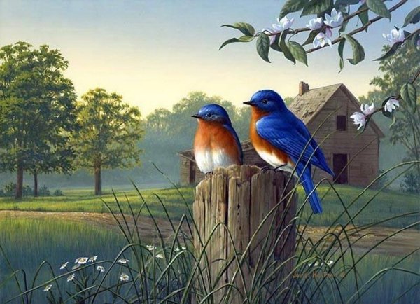 Деревня гуси река