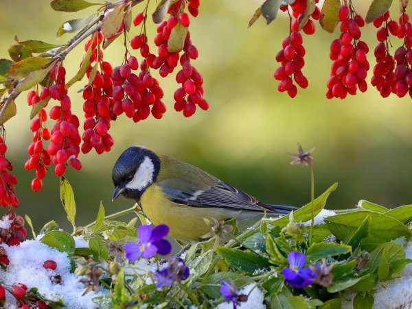 Птицы на Сакуре