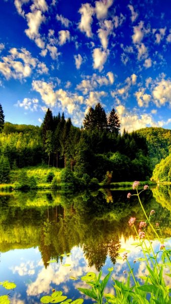 Отражение природы в воде