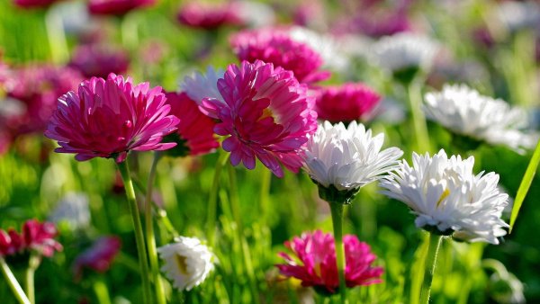 Природа цветы