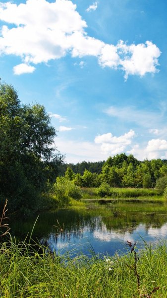 Вертикальные лето речка