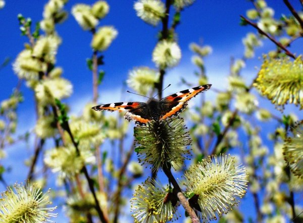 Весна природа оживает