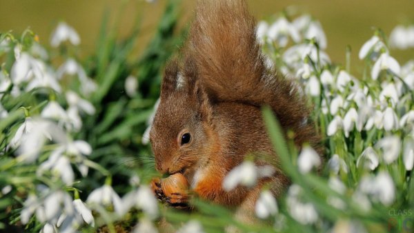 Весна животные