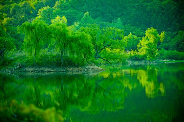 Зеленая природа