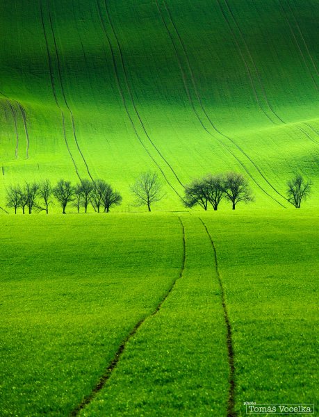 Зеленая природа