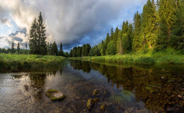 Руза река лес