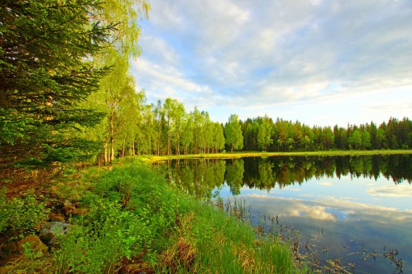 Зеленый лес с рекой