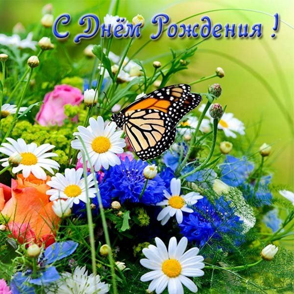 Красивые полевые ромашки