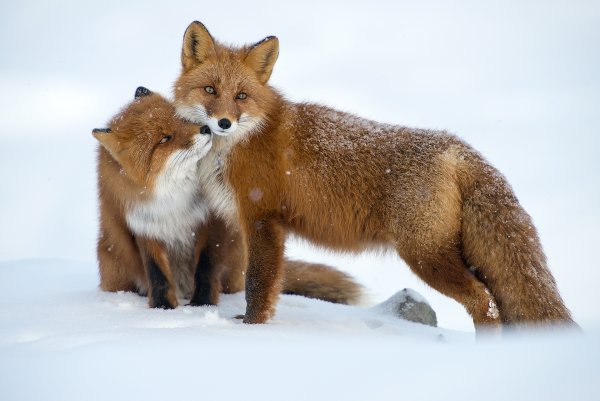 Дикие животные
