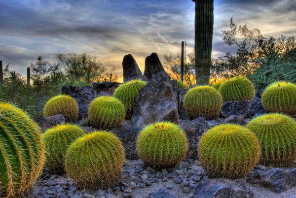 Кактусовые Cactaceae
