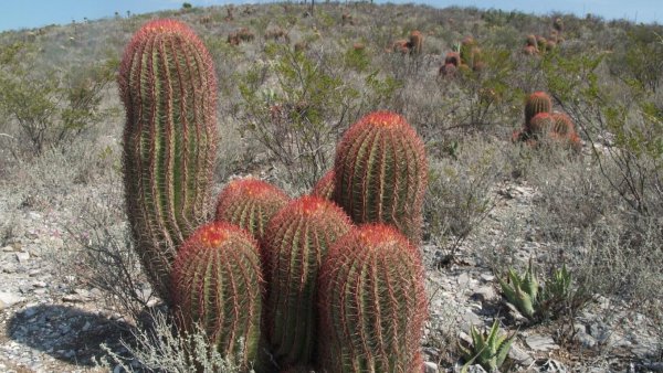 Ferocactus pilosus