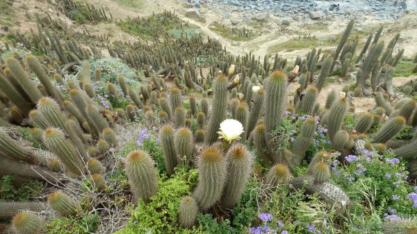 Суккулент Кактус Echinopsis